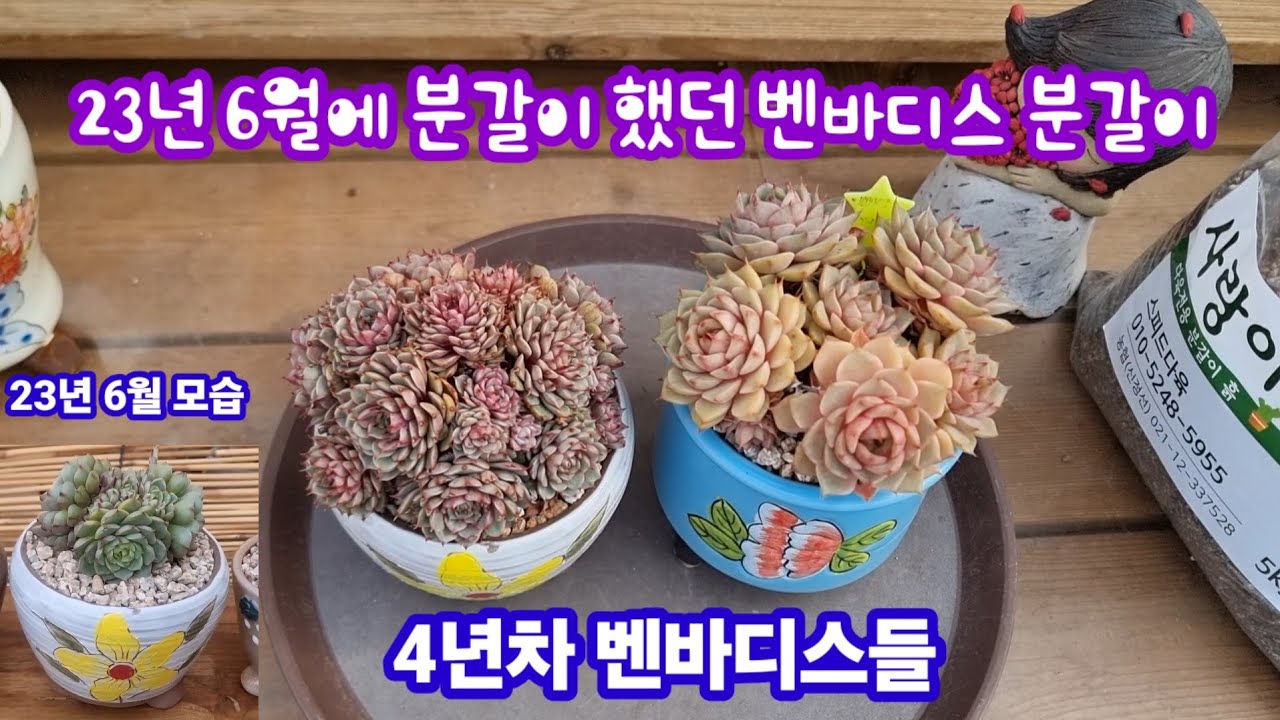 26.2.22 🌹22년 23년에 분갈이했던 #벤바디스군생들 분갈이해요🌹#다육식물 #러블리로즈다육tv  #스피드다육 010-5248-5955 
