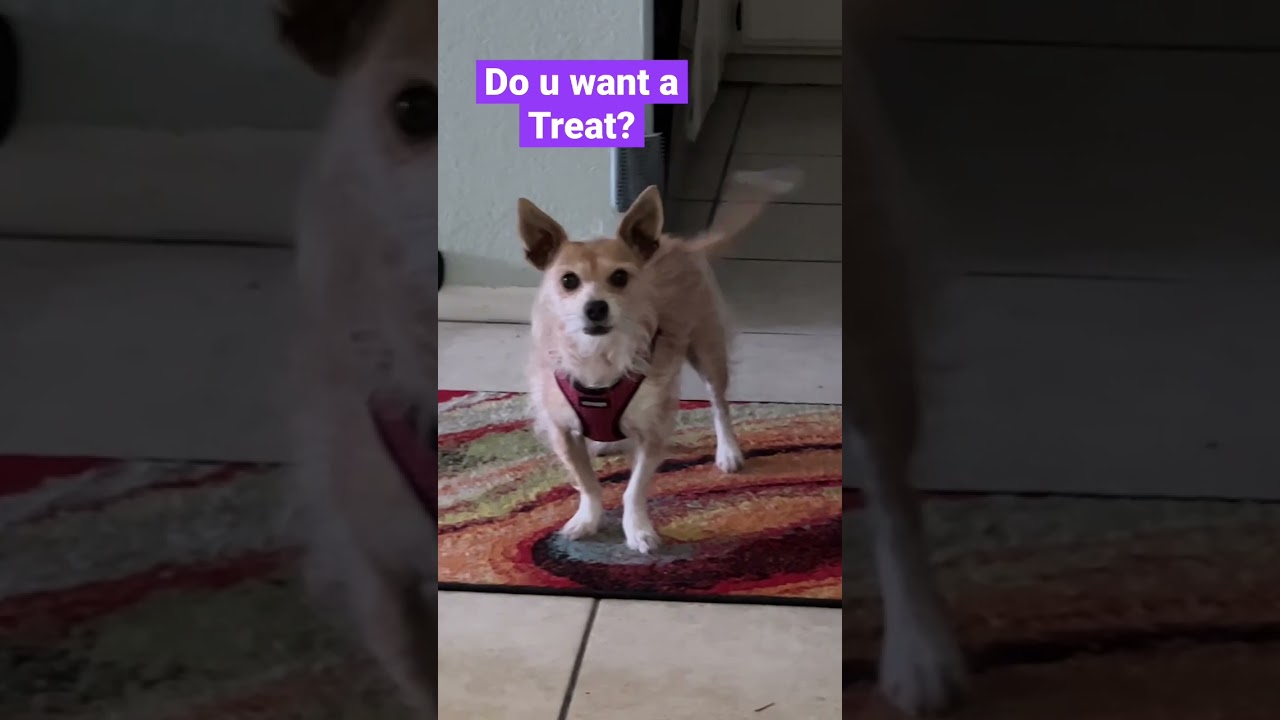 Dog Communication, Rosie Posie ep. 3, Yes! That’s what I want & I’m really excited🐕❤️ 