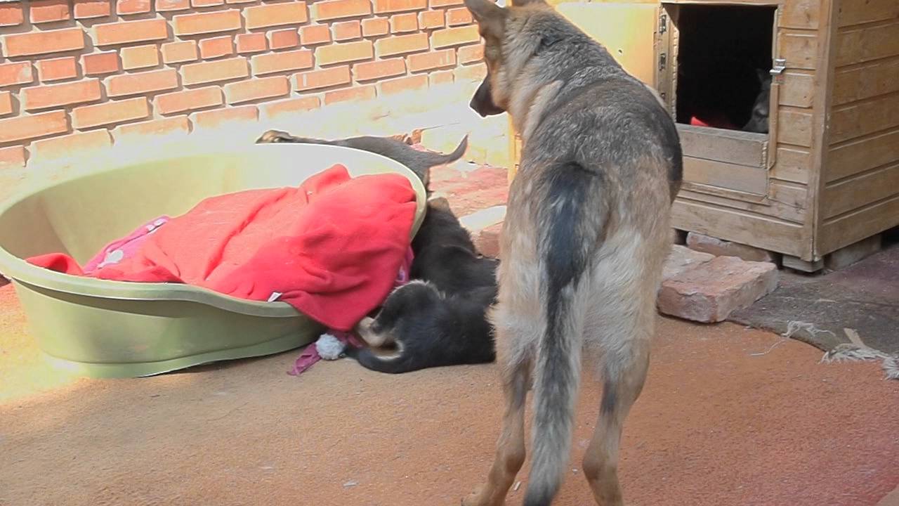 Welpen 8 Wochen alt, spielen draussen - Video 1 - P3247642.AVI