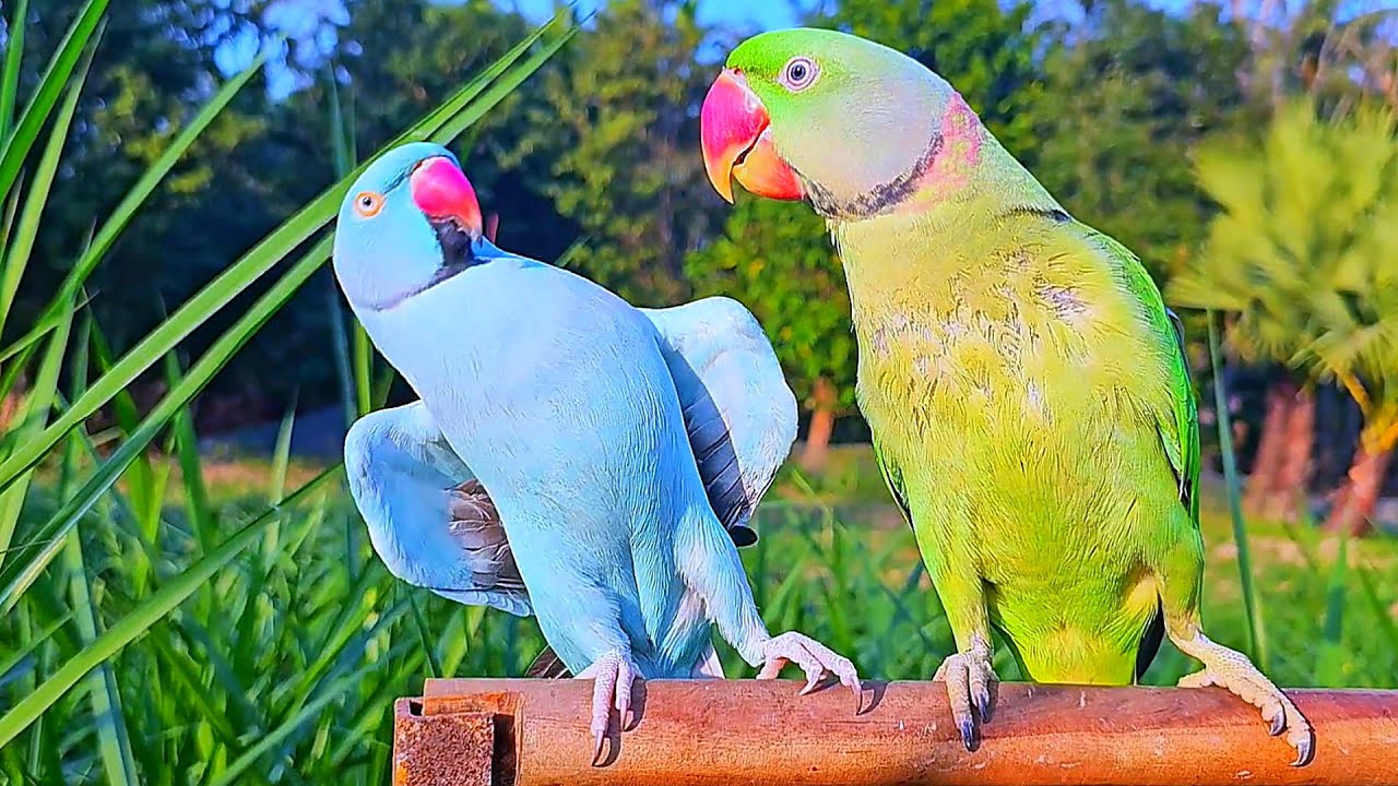 Ringneck Parrot Videos Compilation