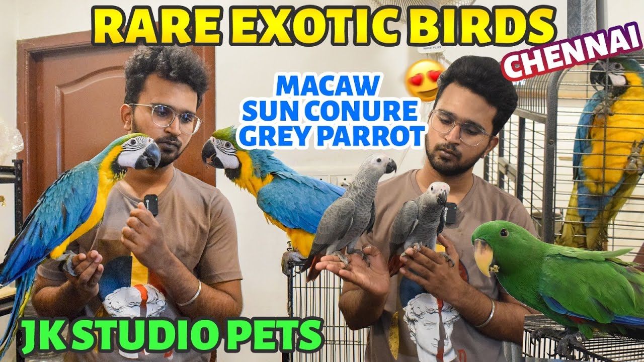 Best Exotic Birds available for Sale in Chennai | Macaw Grey Parrot Sun Conure | JK Pet Studio
