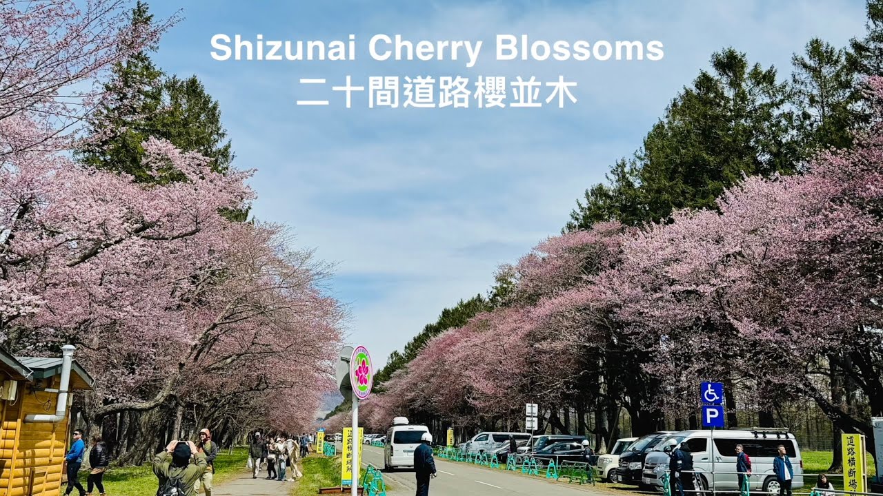 北海道二十間道路櫻並木 More than 2,000 cherry trees bloom in a straight line of 7km