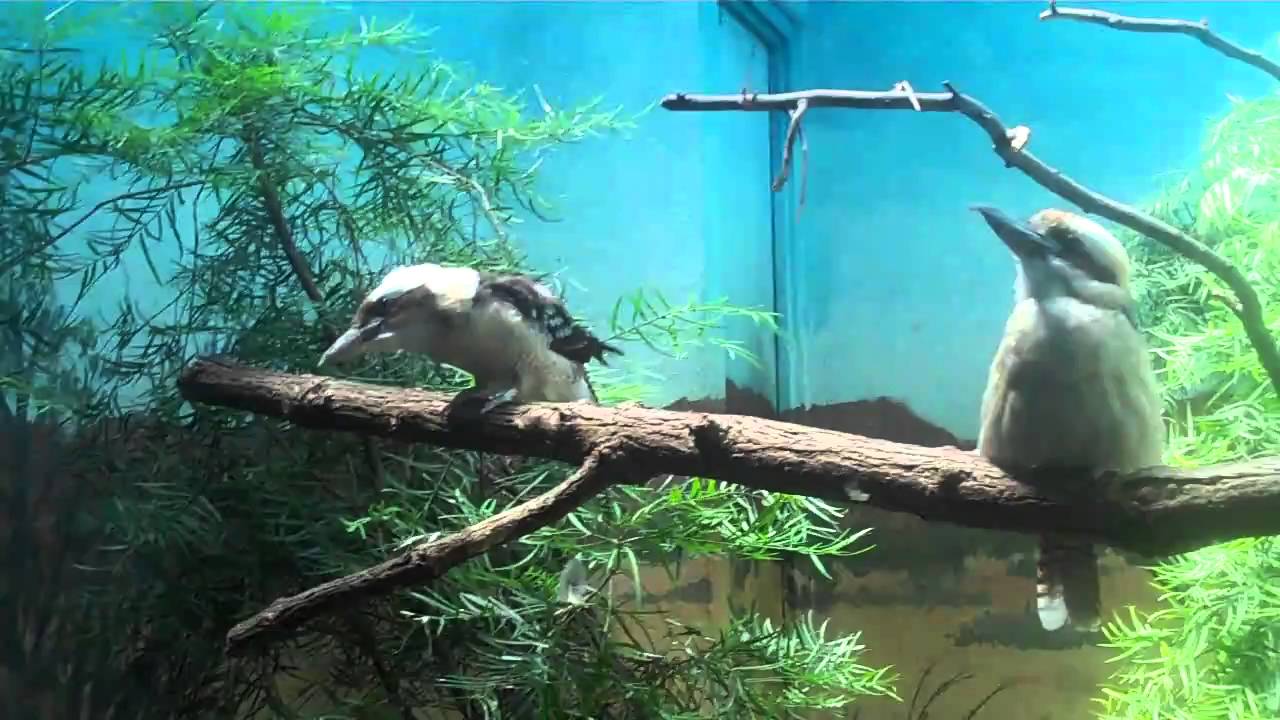 The Laughing Kookaburra's - Aquatic Bird House - Bronx Zoo