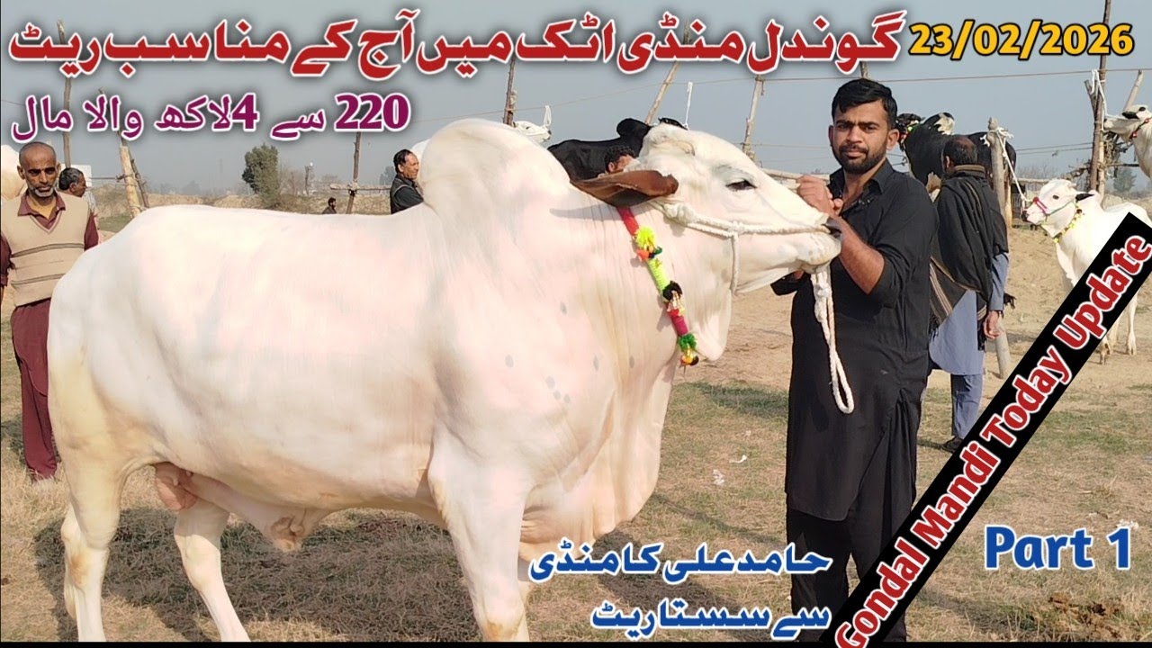 Today Gondal Mandi Attock 23/02/2026 Latest Fatehjangi Rate's Update@WahbullcrazyQurbaniCollection26