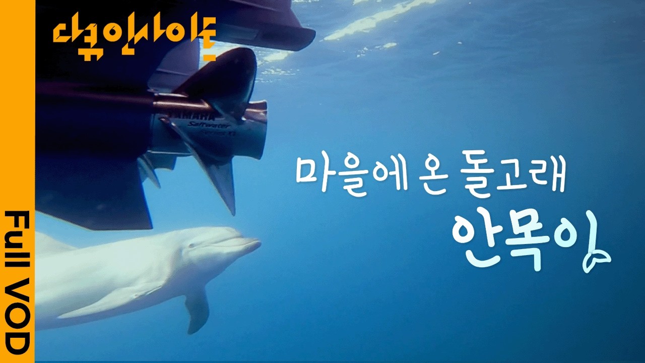 강릉 안목항에 프로펠러만 쫓아 다니는 수상한 돌고래가 나타났다🐬 l KBS 다큐 인사이트 260319 방송