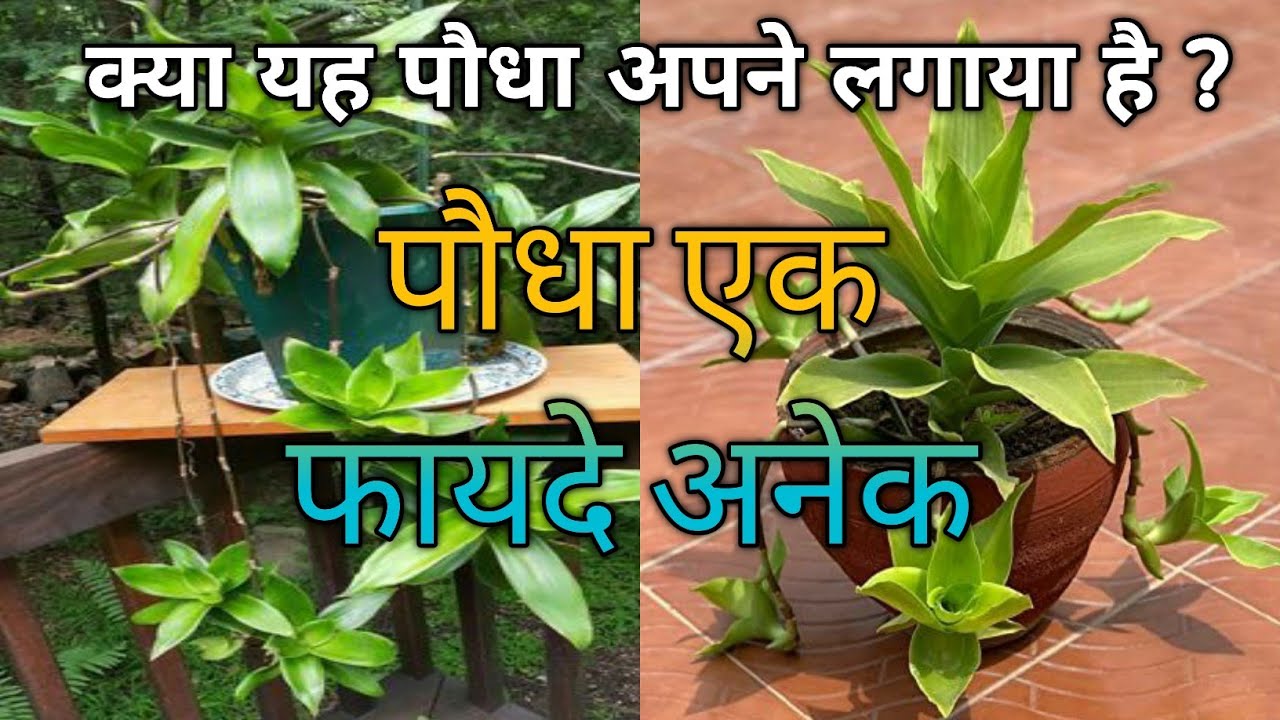 Basket Plant/Callisia fragrans plant / कितना सुंदर बास्केट प्लांट इसे तो जरूर लगायें l