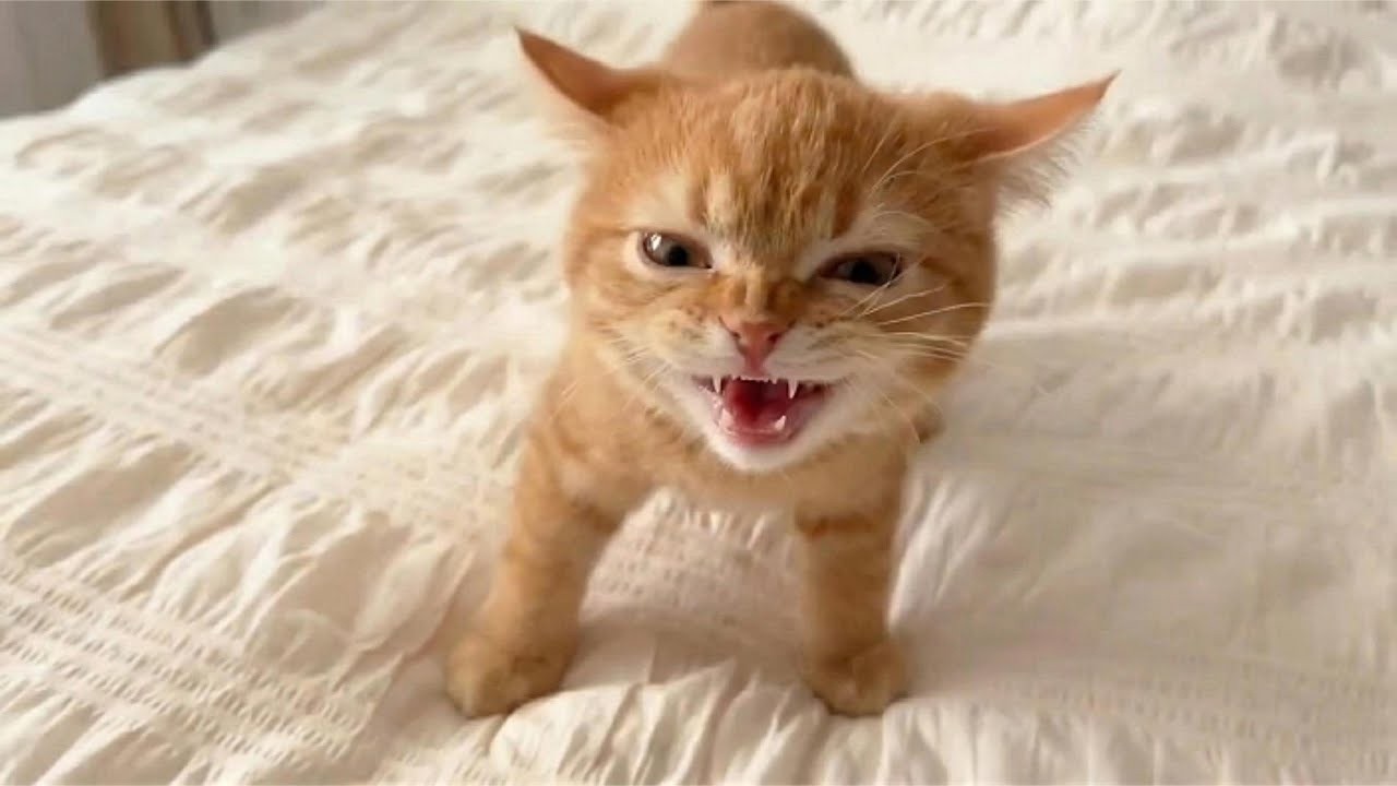 Самый драматичный смеющийся котёнок на свете 🤣🐱 Интернет пропал!