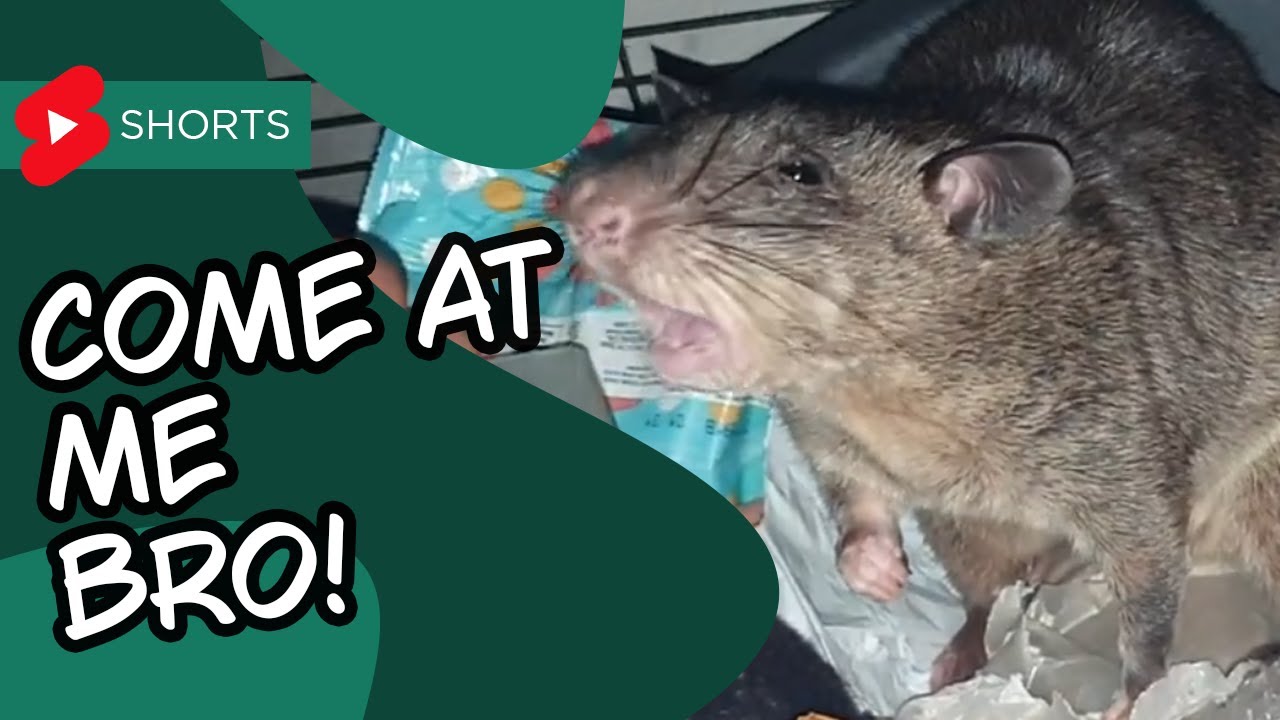 Gambian Pouched Rat Tries to be Aggressive... But Fails Miserably.