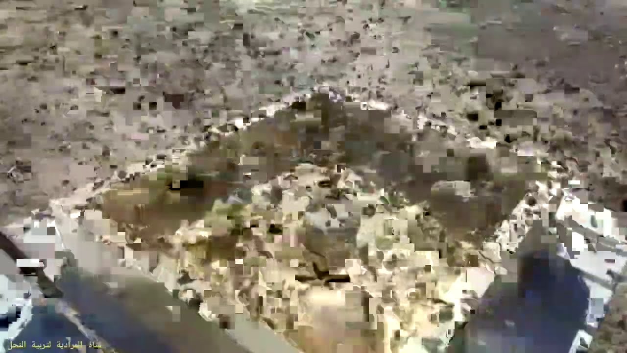 تنشيط النحل في الشتاء↩معنى المواد الدسمة