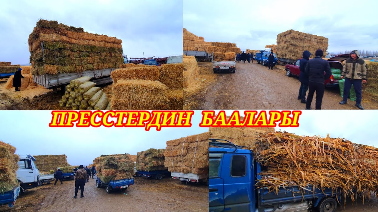 Беде, эспарцет, пайа, саман пресстери баалары. Кадамжай халмион #пресс #kg #кадамжаймедиа #базар