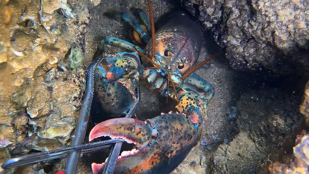 Diving to catch seafood, are there any creatures you like?  RQ054  #seafood  #crab #fishing