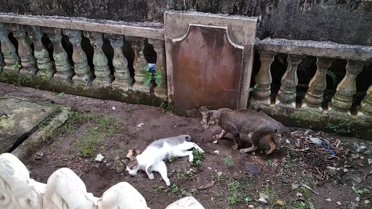 kucing kawin part 3