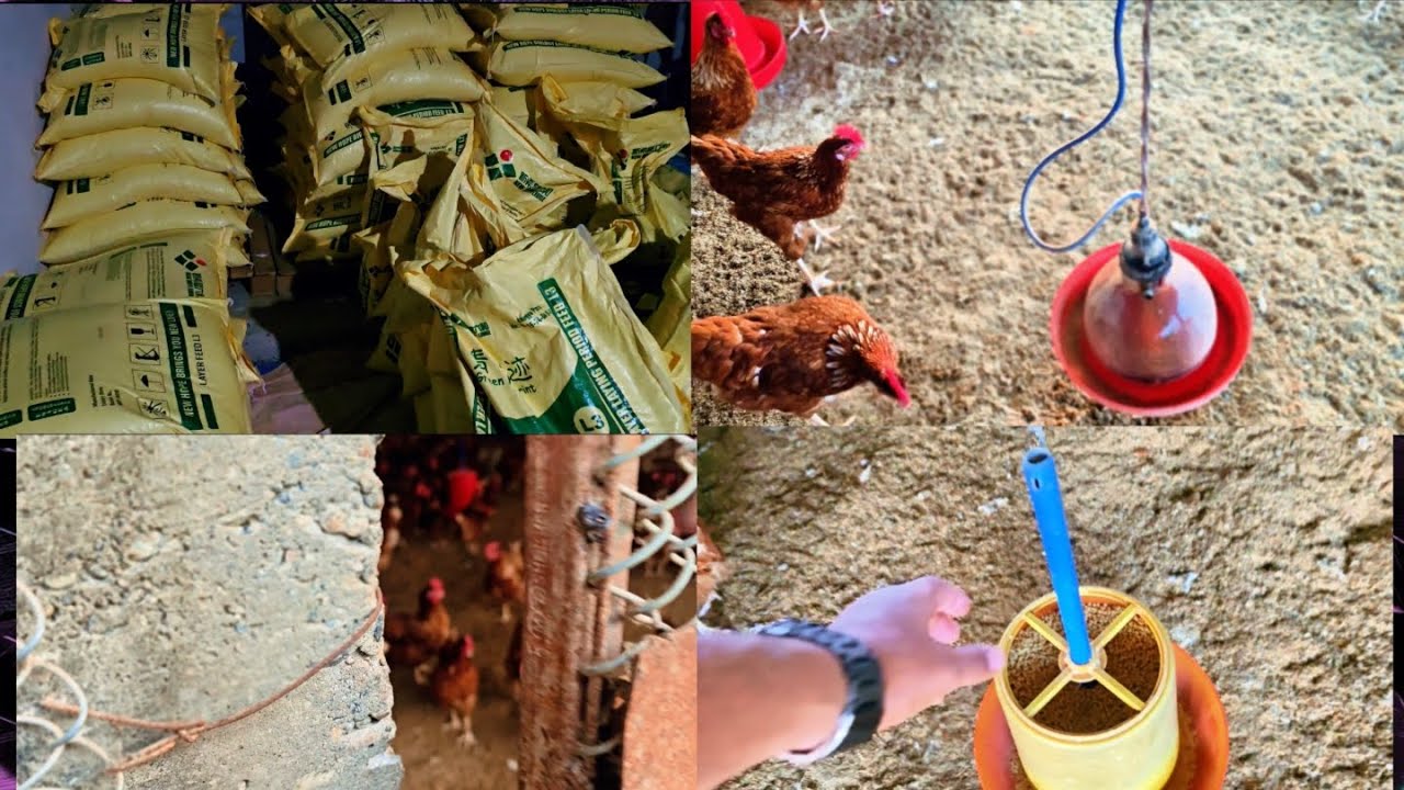 Small farm, big dreams 💛 Growing our poultry business everyday #PoultryFarm#asmrsounds#FarmLife