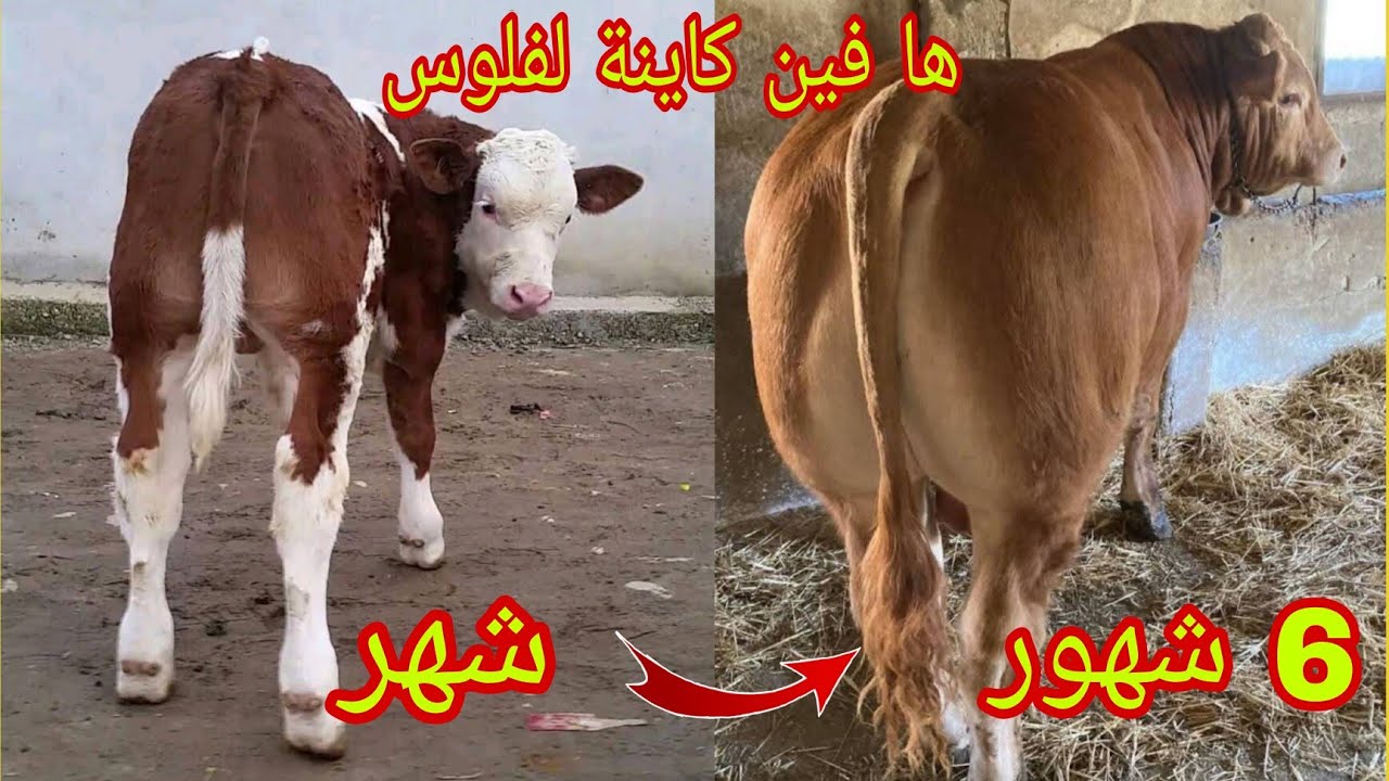 طريقة لربح المال الكتير من العجول التسمين وكيف تشتري العجل في عمر مناسب تعرف على أفضل مشروع حالياً