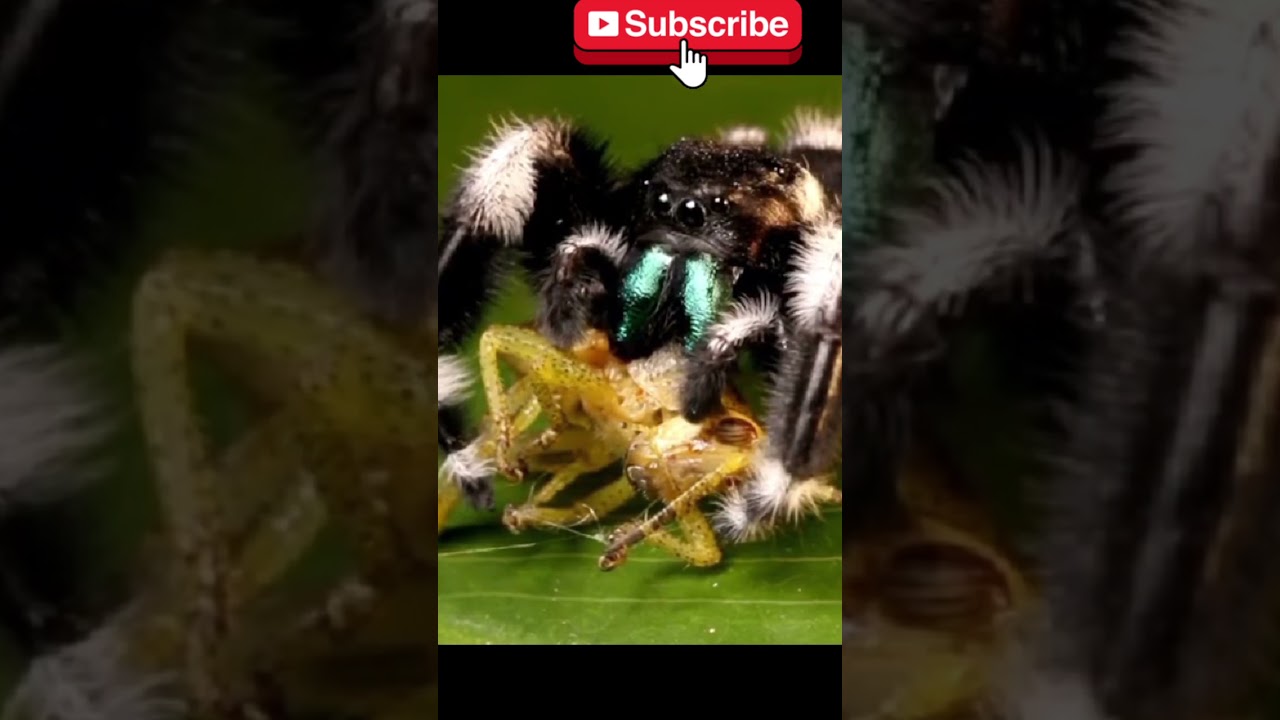 Dancing Spiders: Nature's Tiny Performers! 