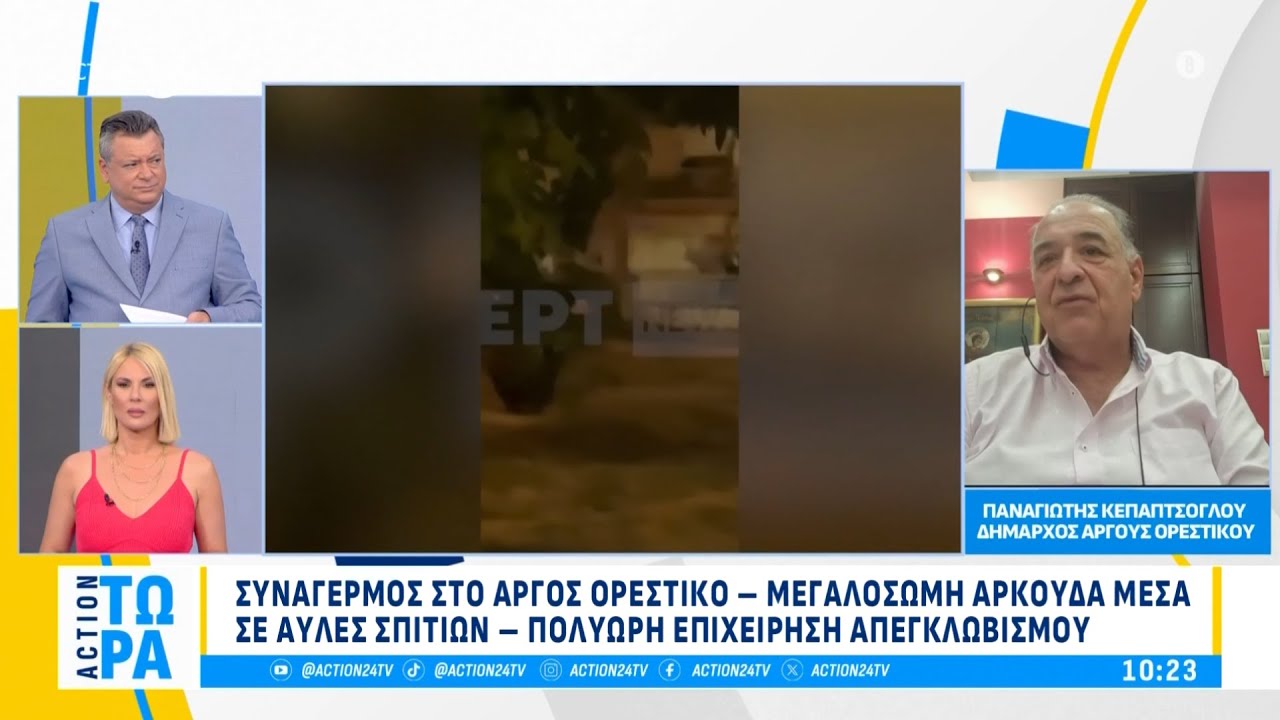 «Συναγερμός» στο Άργος Ορεστικό: Μεγαλόσωμη αρκούδα μέσα σε αυλές σπιτιών | ACTION 24