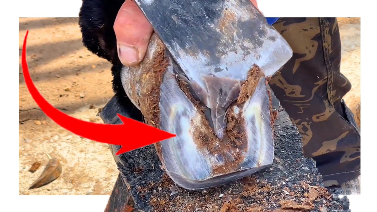 The broken donkey hoof is bleeding black blood and needs immediate rescue.