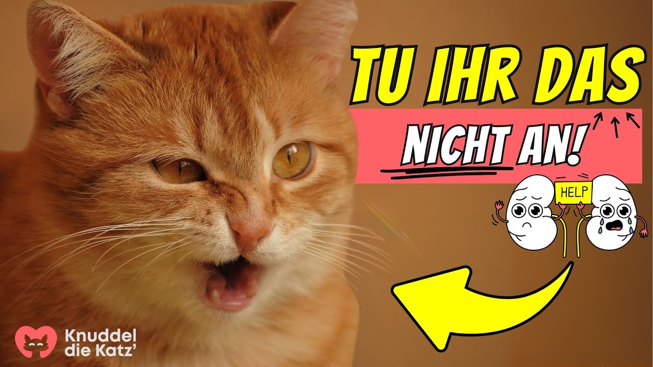 5 Fehler, die die Nieren deiner Katze zerst&ouml;ren! 😲