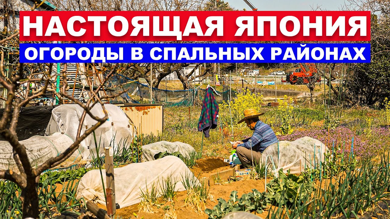Настоящая Япония: огороды в спальных районах города Иокогама