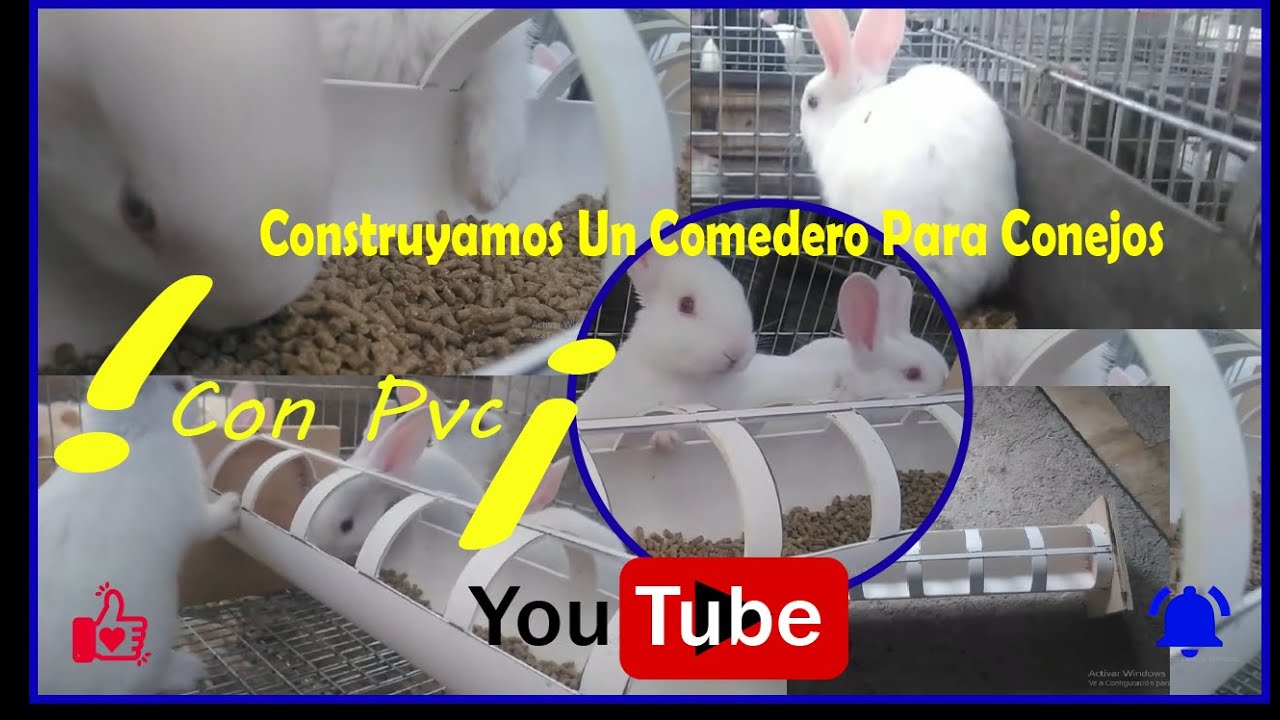 Construyamos Un Comedero Para Conejos Con PVC 2021-2022