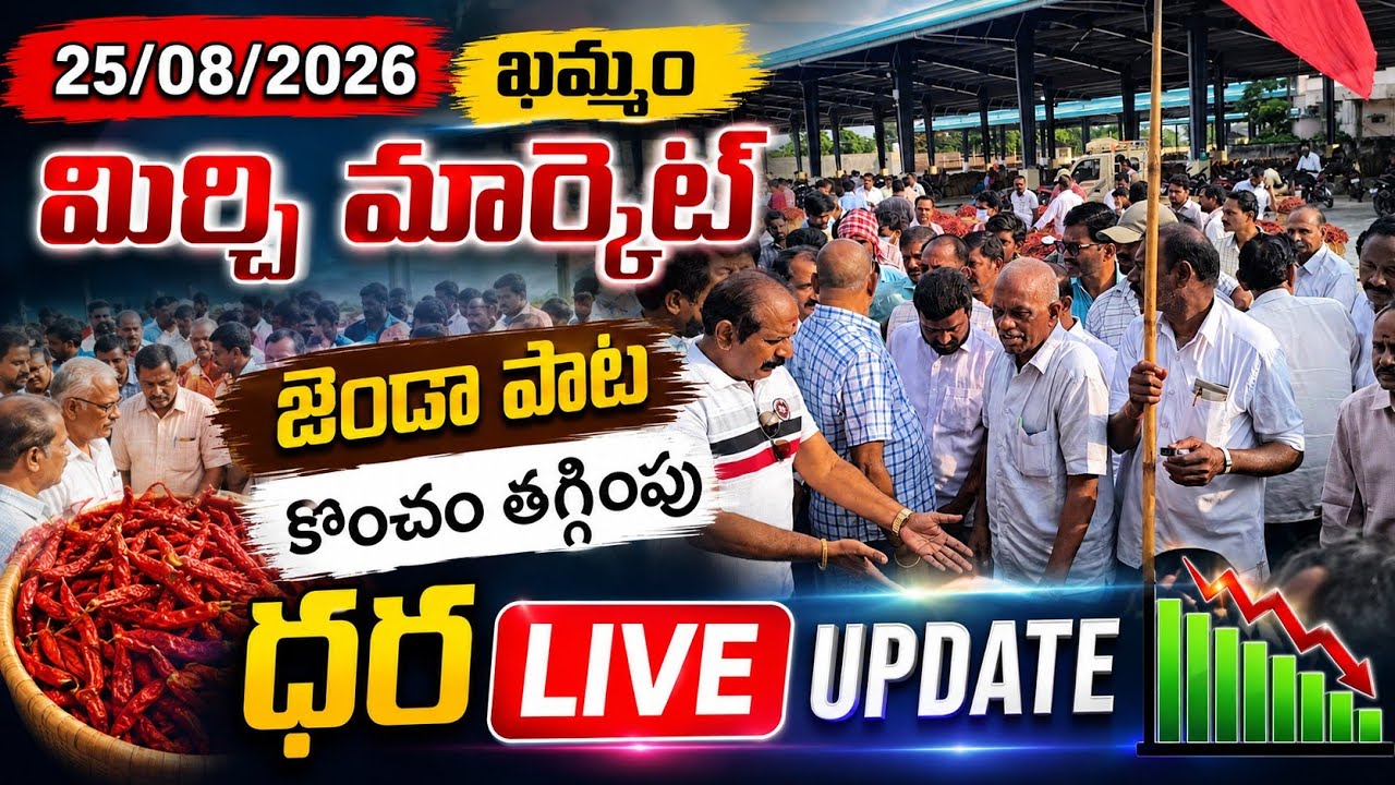 25/08/2026 khammam mirchi market price khammam mirchi market today #dharalu #mirchi#mirchiratetoday