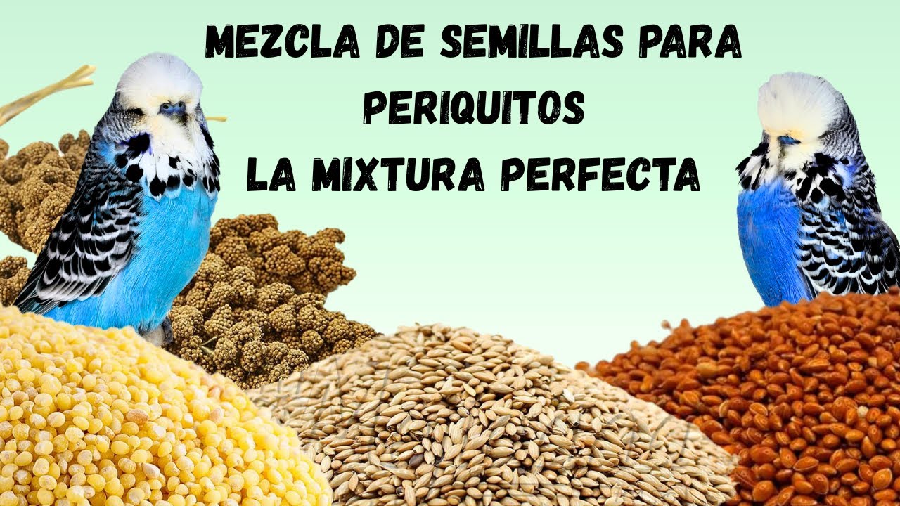 MEZCLA DE SEMILLAS PARA PERIQUITOS  