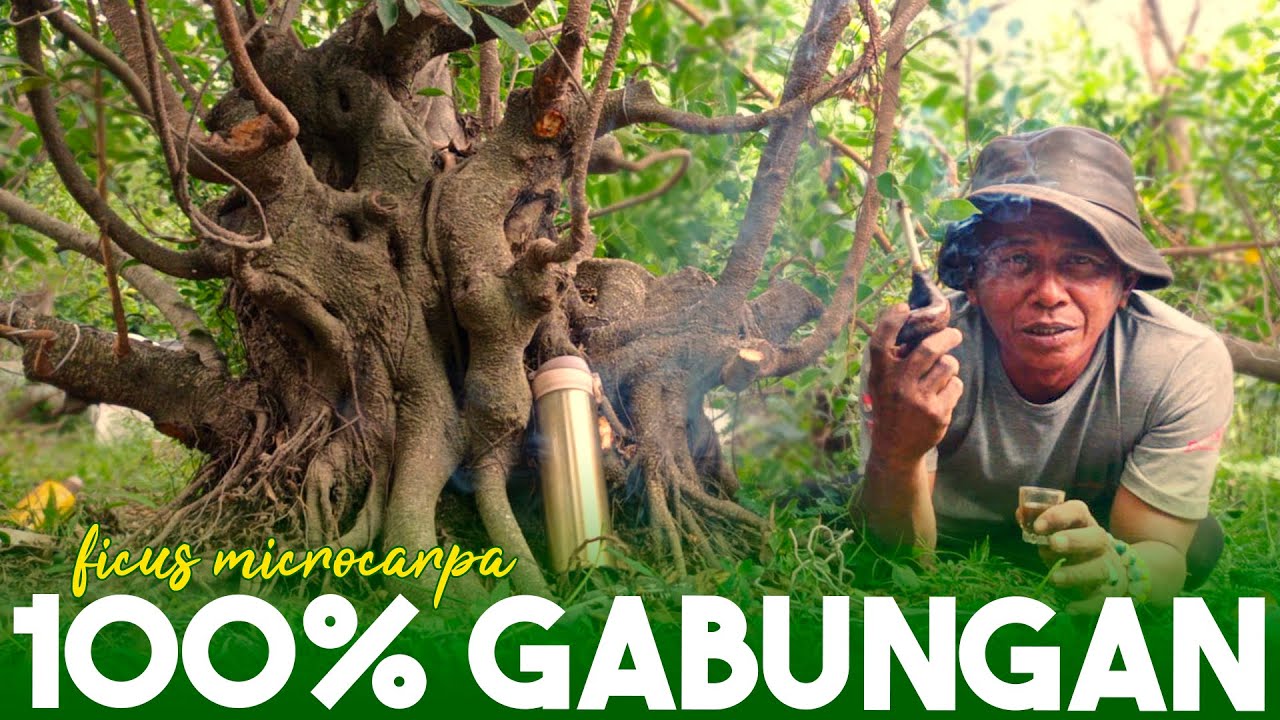INSPIRASI BONSAI KIMENG GABUNGAN, PROGRAM SELAMA 4TH