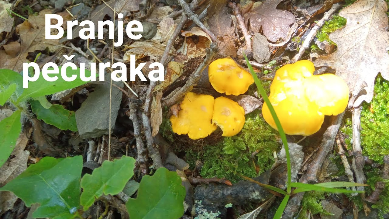Branje pečuraka