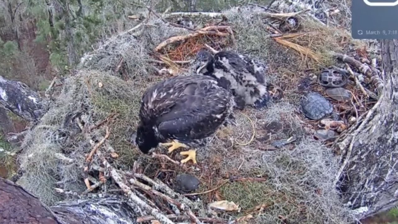 Big eaglet find some nestovers and start eating it | Kisatchie National Forest E-1 | Mar 9, 26