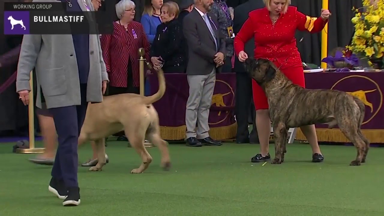 Bullmastiffs | Breed Judging 2020