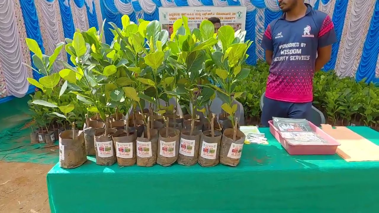 Siddu Jackfruit nursery show