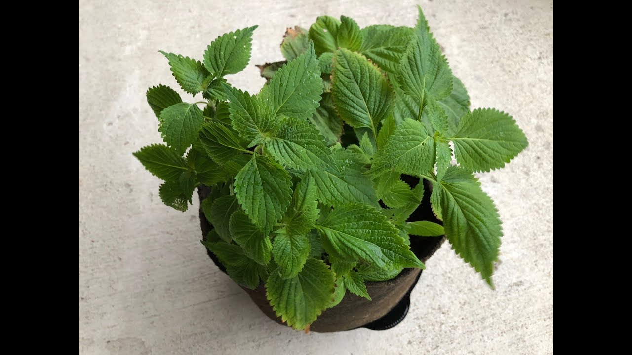 Propagating Green Shiso - Store Bought Green Perilla