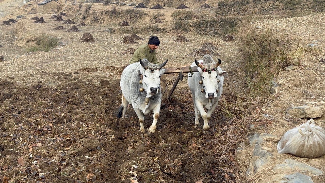 मानक तरुण के हीरे मोती बैलों की जोड़ी दिखी एक साथ हल लगाने खेतों में ।