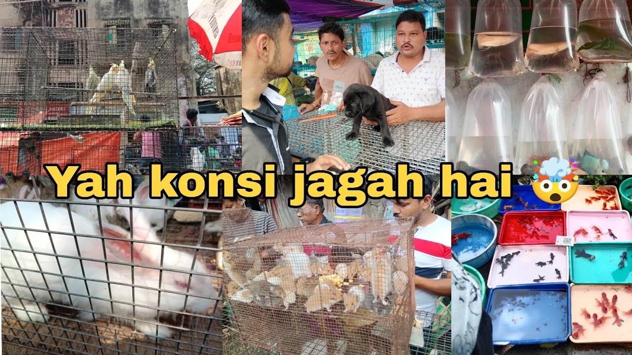 Yah ham kaha agaye || galiff Street 