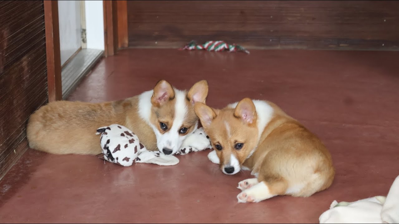 Silver Cowgirl's corgi puppies 