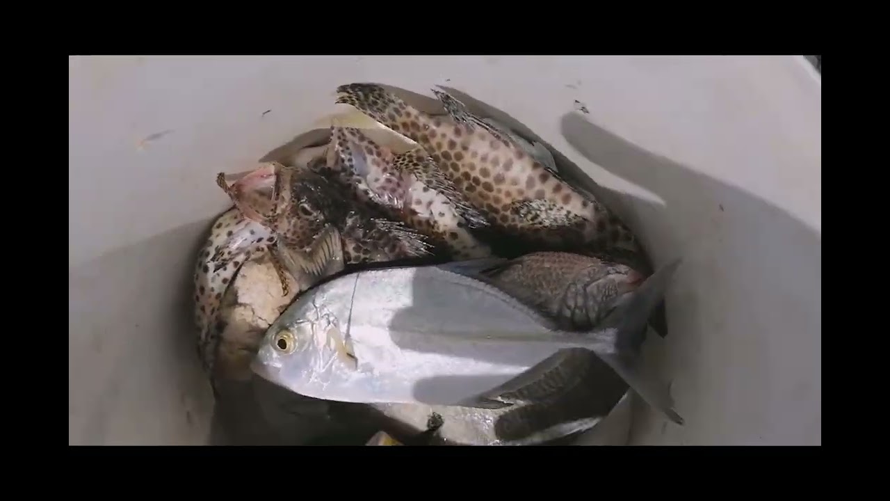shore fishing belle mare plage mauritius comments for bait information