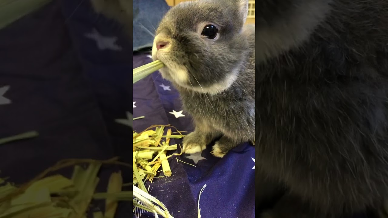 Rabbit tasting whole dried oat hay 🐇If you think it's cute, please subscribe! #bunny #rabbit #hay
