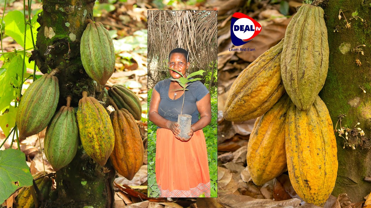 How To Grow Cocoa For Profit - How to Earn 45M to 75M From One Acre of Land