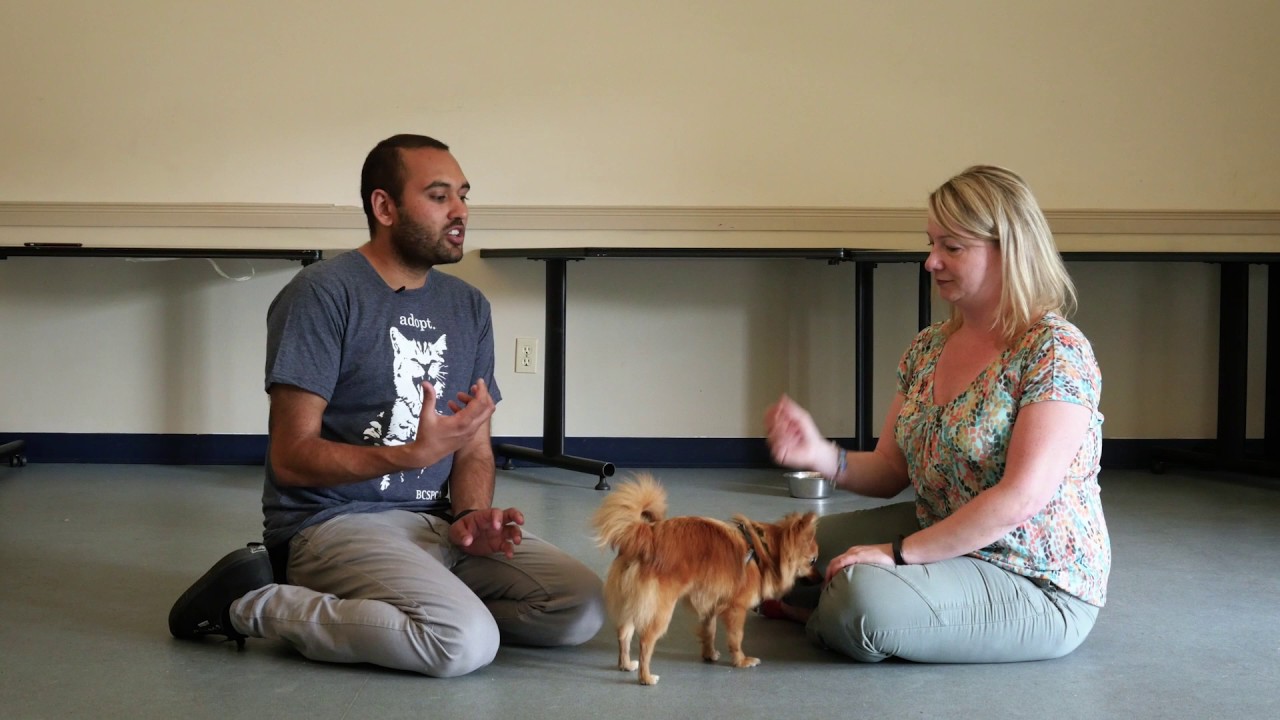 Tip Tuesday: Should I Get a Second Dog?