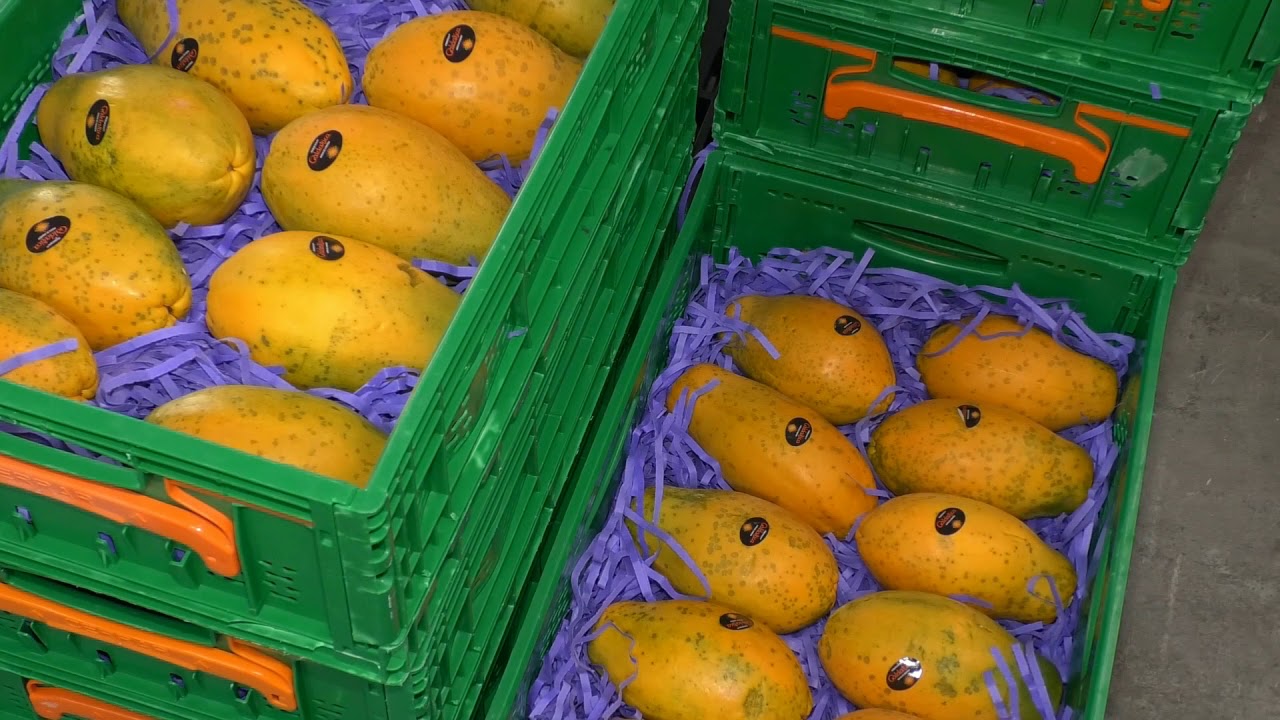 CULTIVO DE LA PAPAYA parte 1