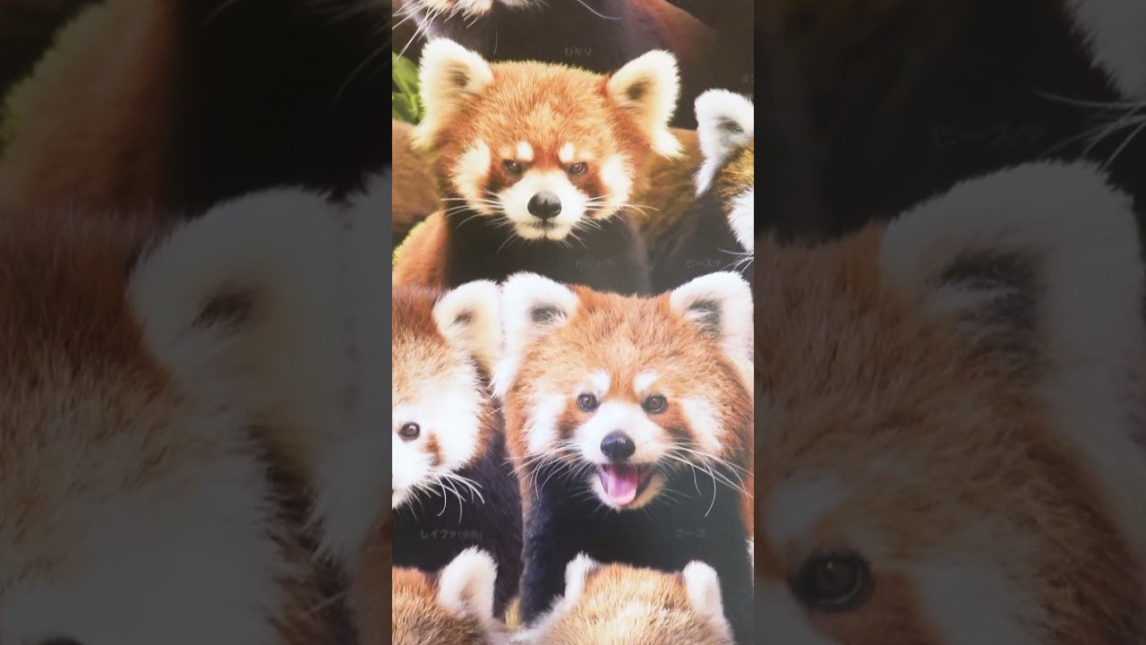 2023 Red Panda All-Star Calendar from NISHIYAMA Zoo at SABAE City in JAPAN #shorts #redpanda