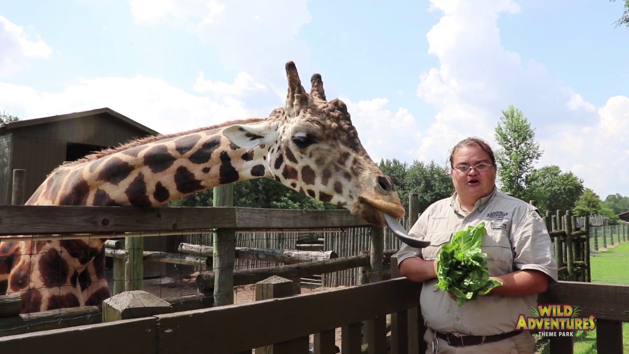 Keeper Talk: Bariki the Giraffe | Wild Adventures Theme Park
