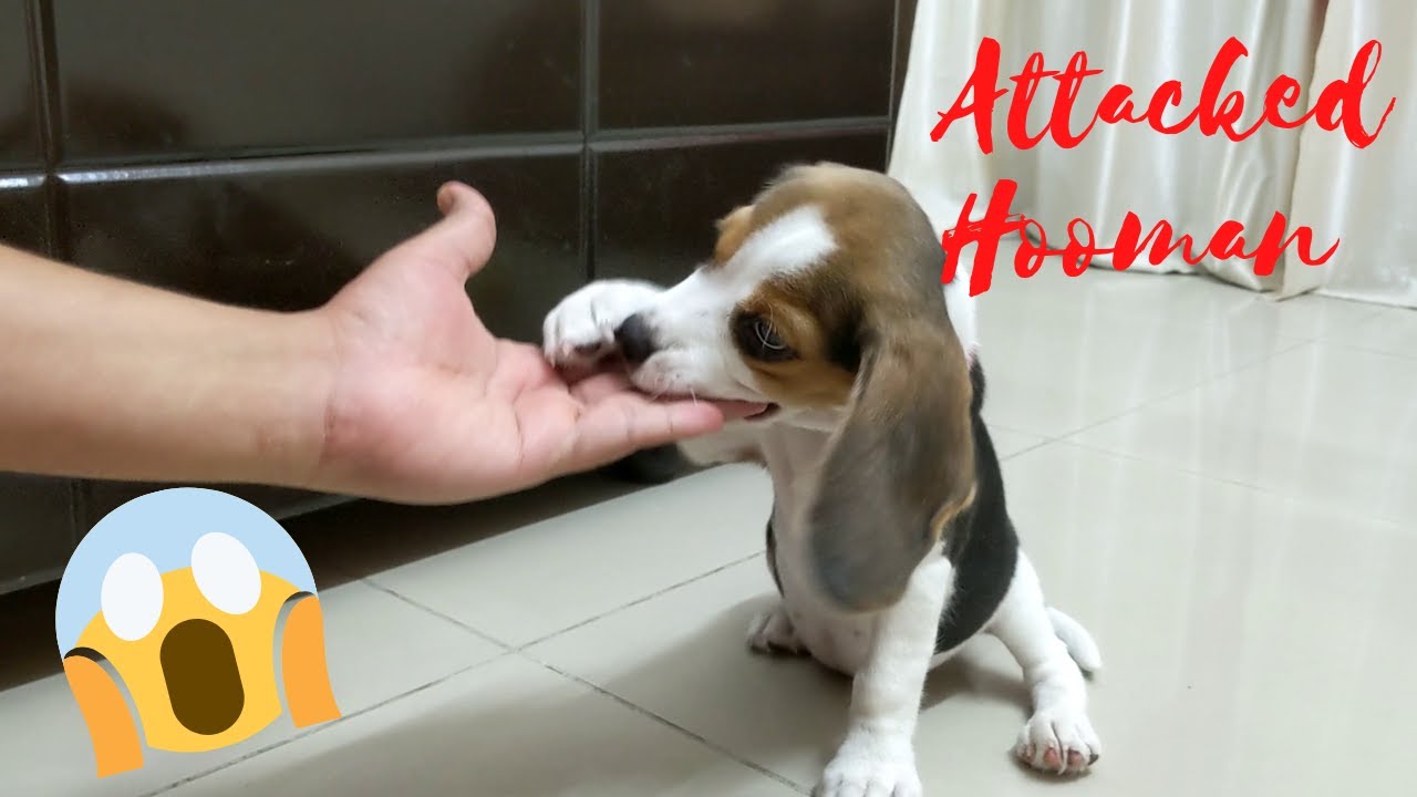 Beagle Attack Hooman | Muffin | TheBeagleMuffin  😱