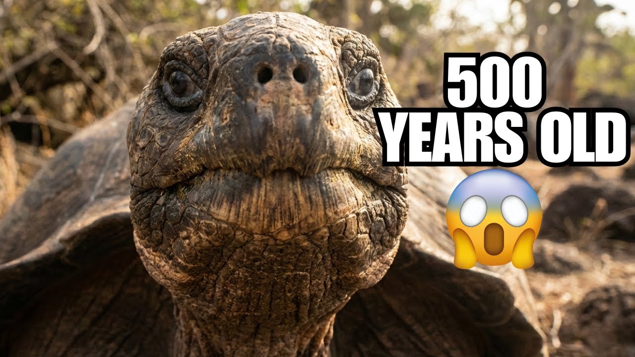 The Longest Living Animals on Earth! 🐢⏳ (Number 1 is 500 Years Old!)