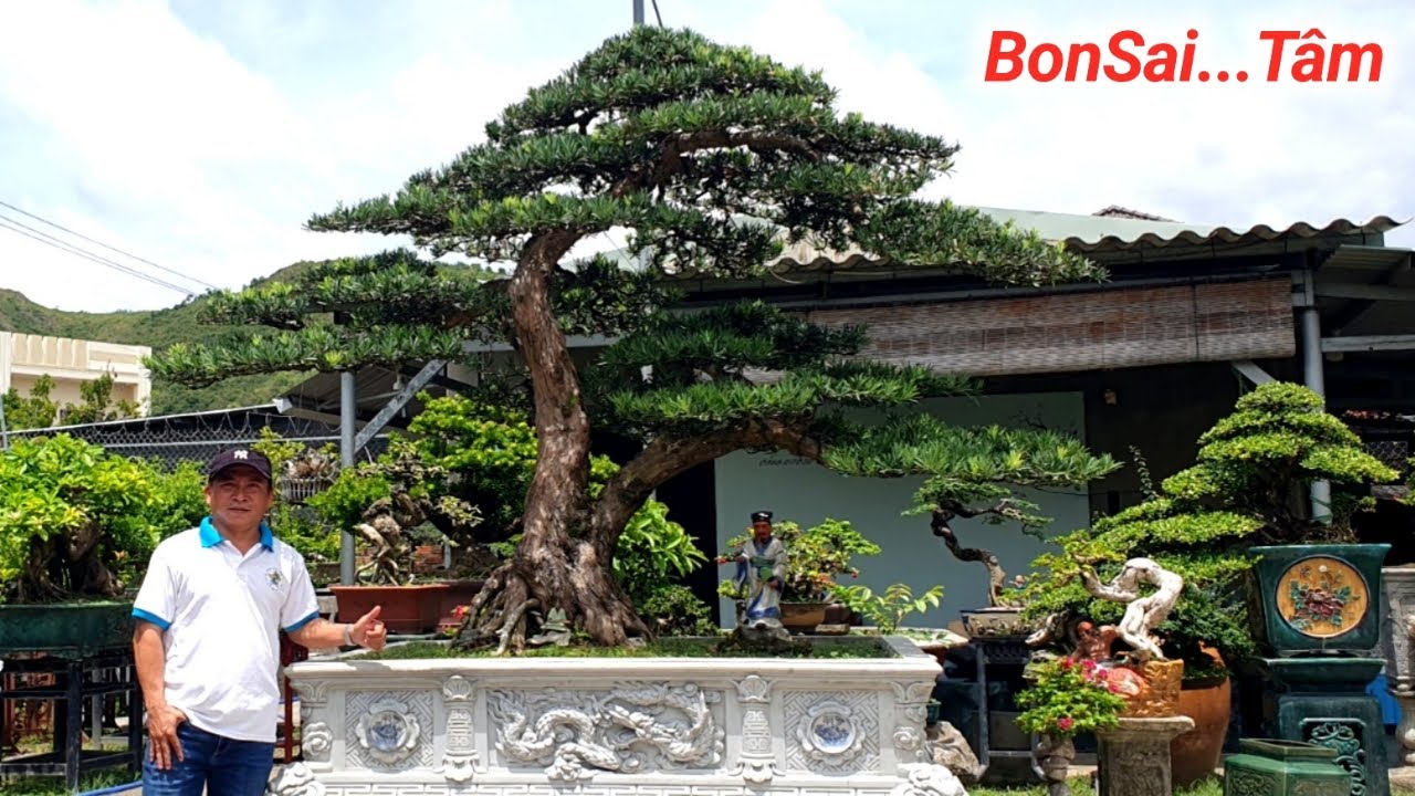 Vạn Niên Tùng Trái. Si Đỏ Hải Châu Duối Quái Giấy Mỹ.BonSai Tâm Quy Nhơn #0988617030.