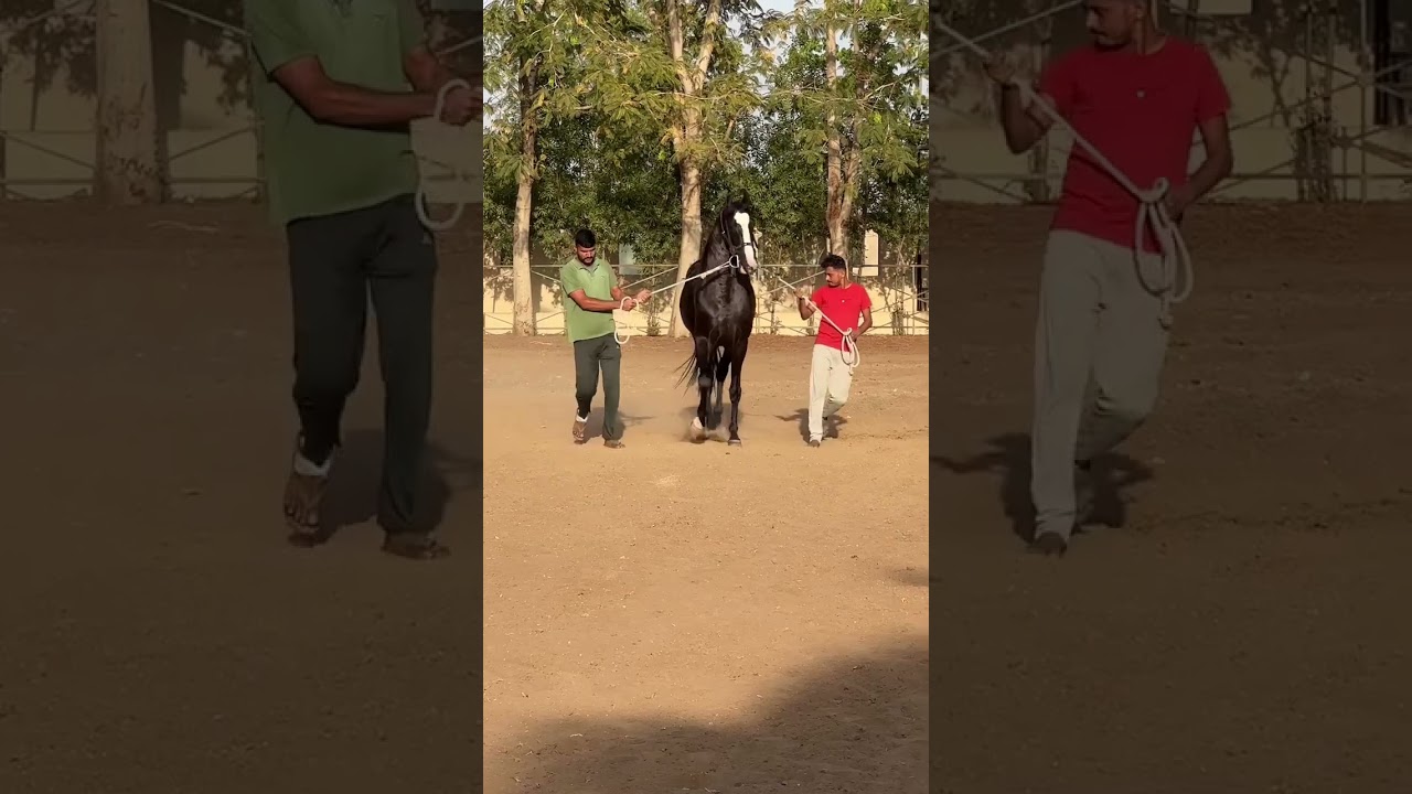 Marwari stallion Kaal at Shaurya Stud Farm - Kalol, Ahmedabad