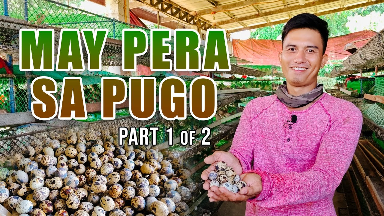 PUGO FARMING: PWEDENG UMABOT NG 178.5K ANG GROSS INCOME SA ISANG BUWAN SA PABEBENTA NG ITLOG NG PUGO