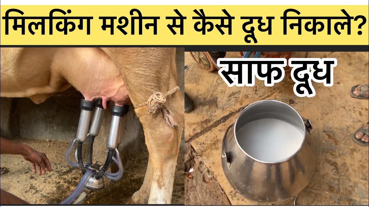 Milking machine l Dr umar khan