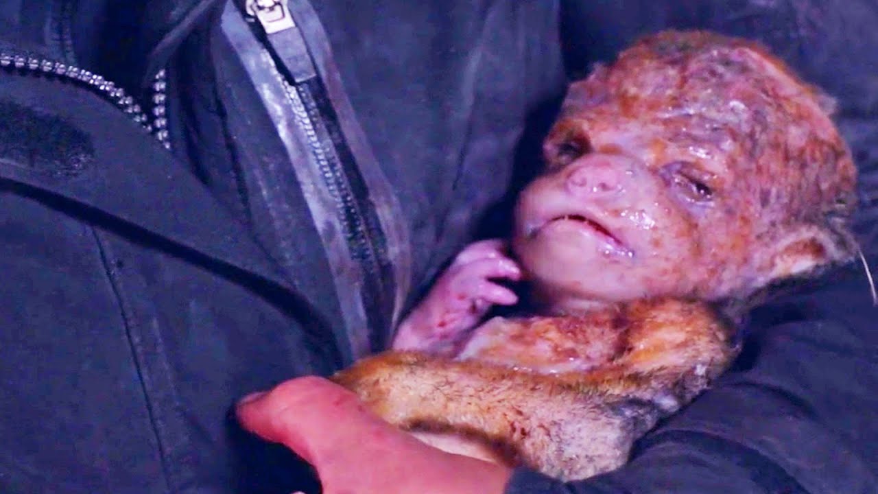 DNA-Mixed Creature Is Hatched Out of Human and Dog |BLOOD GLACIER EXPLAINED