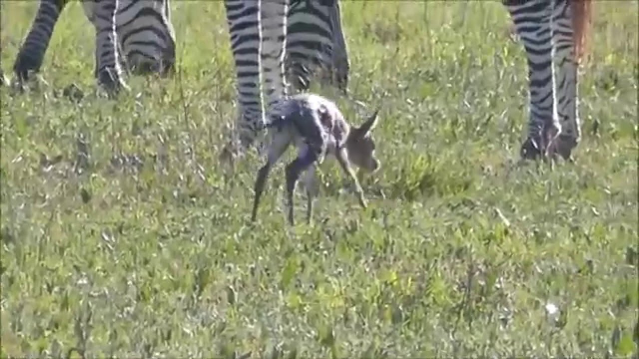 Thompson Gazelle